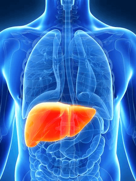 Liver Function